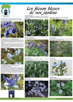 Les fleurs bleues de nos jardins Panneau exposition "Les fleurs bleues" - Capella Bertrandi