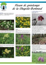 Les fleurs de printemps Les fleurs de printemps - Capella Bertrandi