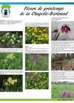 Les fleurs de printemps Les fleurs de printemps - Capella Bertrandi